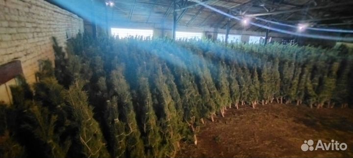 Сосна новогодняя оптом