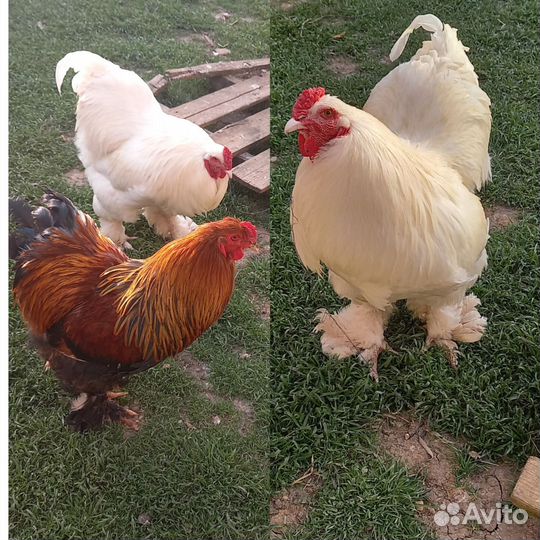 Петухи Брама