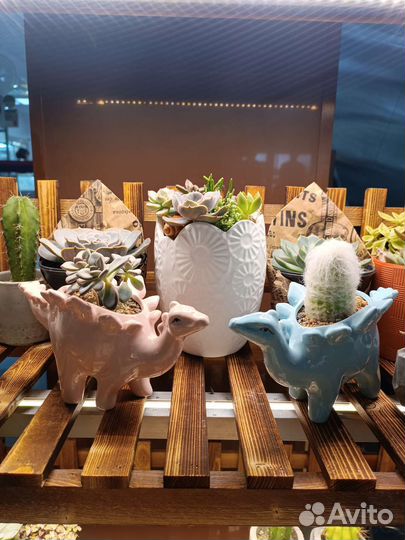 Суккуленты кактусы флорариум композиции