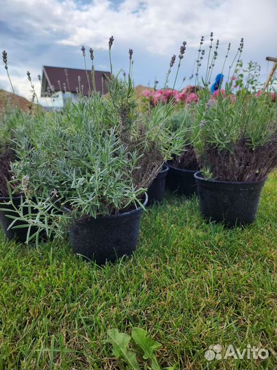 Лаванда,узколистная синева