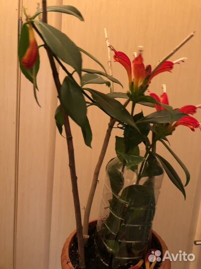 Растение цветущее Эсхинантус