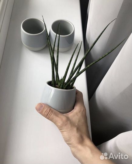 Растение IKEA суккулент в кашпо