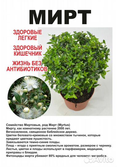 Саженцы сибирские