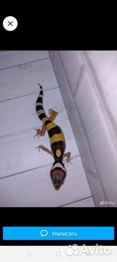 Геккон эублефар