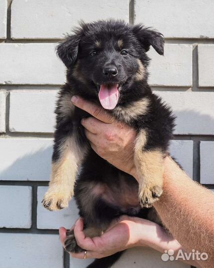 Щенки немецкой овчарки рабочего разведения