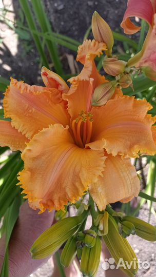 Продам лилейники