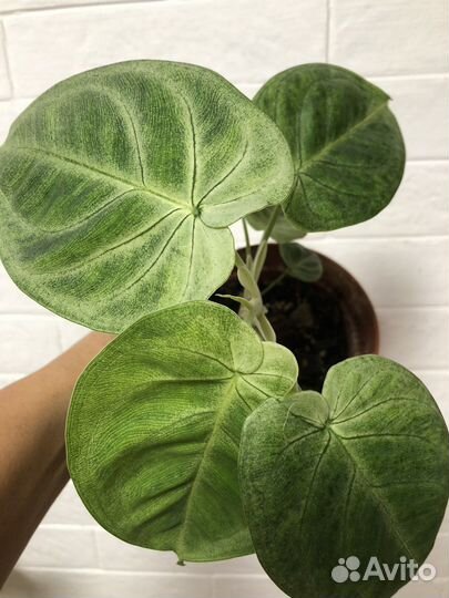 Сингониум frosted heart