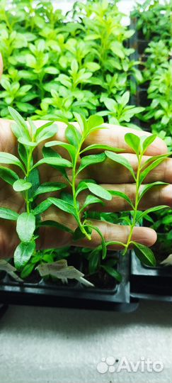 Не укорененные черенки вегетативных растений срезы