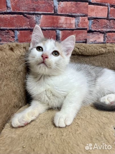 Котенок девочка Соня 3 мес