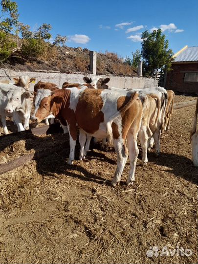 Бычки на откорм