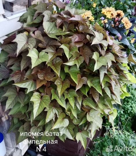 Ипомея батат срез