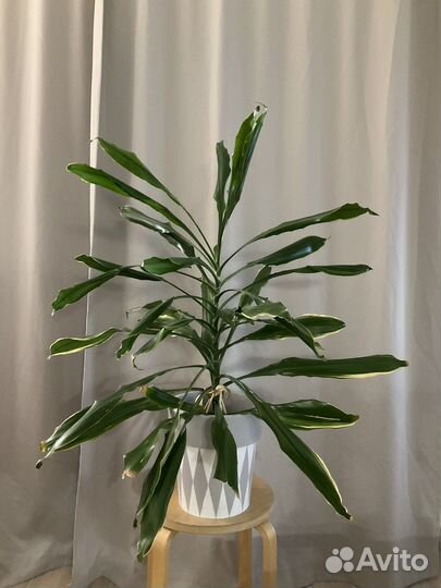 Драцена душистая 100 см