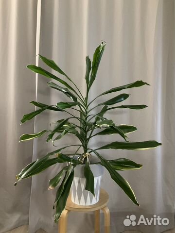 Драцена душистая 100 см