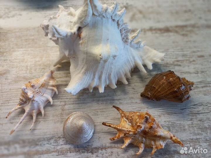Ракушки для аквариума