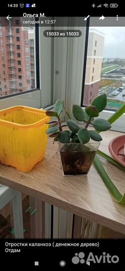 Китайский (индийский) лук, Толстянка