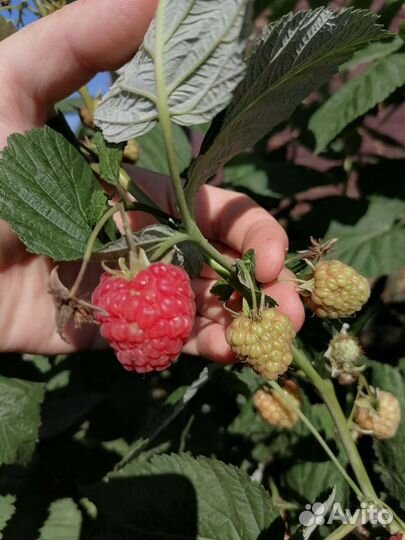 Саженцы малины сорт 