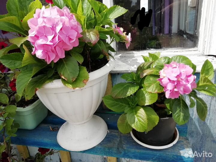Гортензия комнатная