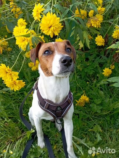 Джек (парсон ) Рассел терьер в добрые руки