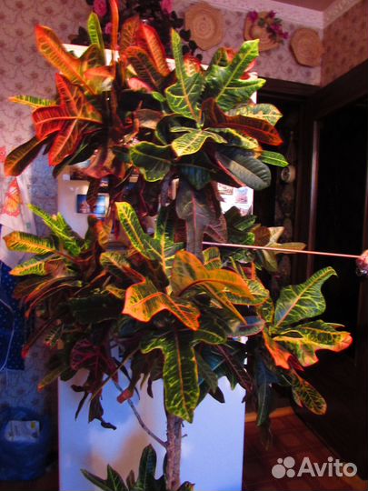 Комнатное растение Кодиеум