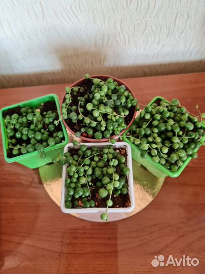 Крестовник Роули