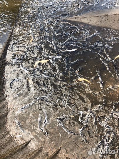 Малек рыба для зарыбления