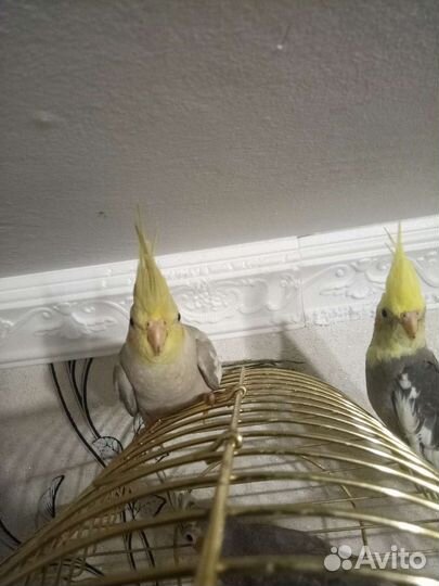 Попугай корелла