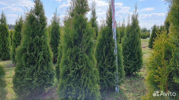 Туя Смарагд 1,5м от 15шт. Доставка