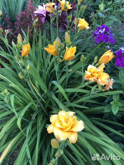 Многолетние цветы для вашего сада