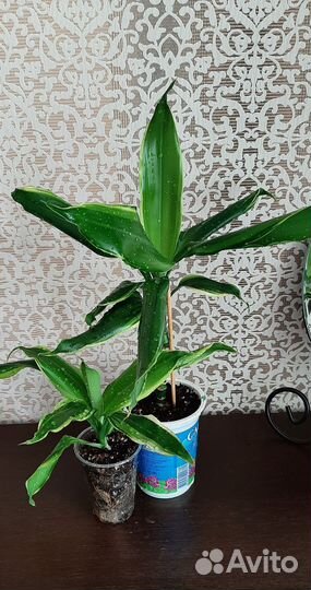 Юкка Драцена