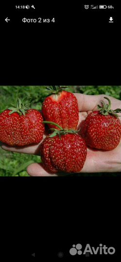 Клубника, саженцы, цветы многолетние