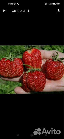 Клубника, саженцы, цветы многолетние