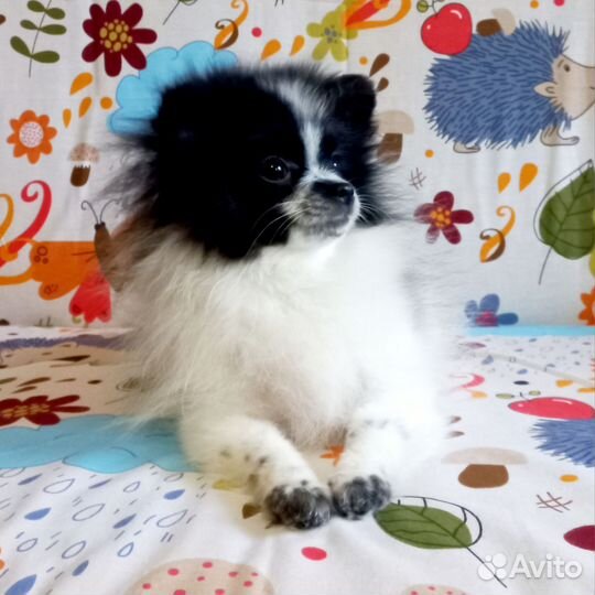 Щенки шпица