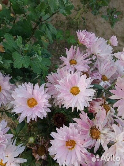 Хризантема