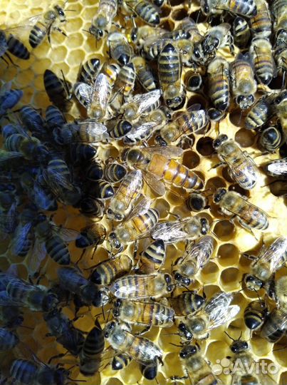 Пчелы пчелопакеты