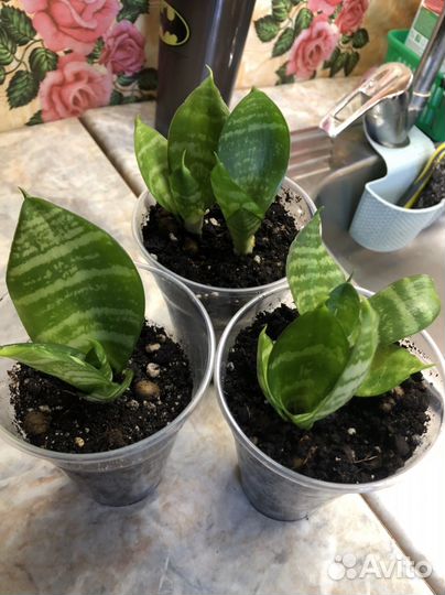 Сансевиерия 