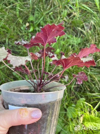 Гейхера сортовая