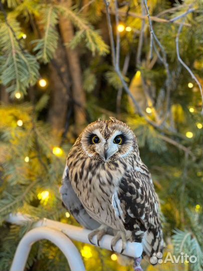 Сова для фотосессий