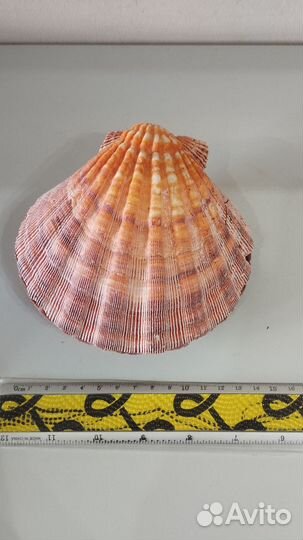 Морская Раковина гребень 