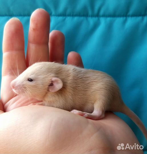Крысята дамбо девчонки