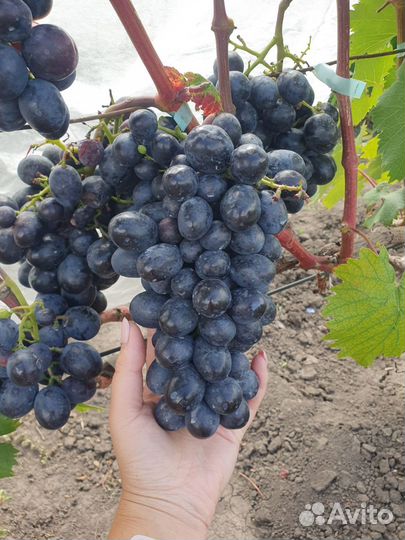 Саженцы винограда с окс