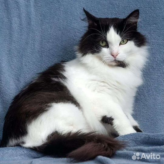 Фил в поисках родных рук