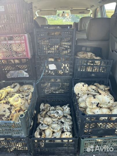 Грибы грузди сырые свежие