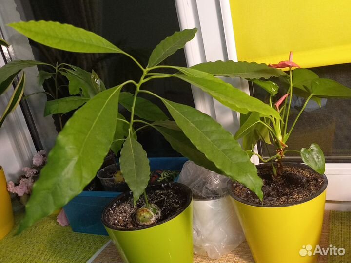 Авокадо растение