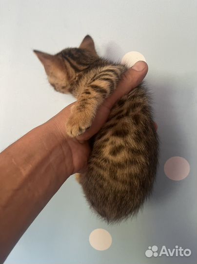 Котята 2 мес