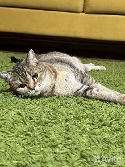 Кошка шотландских кровей