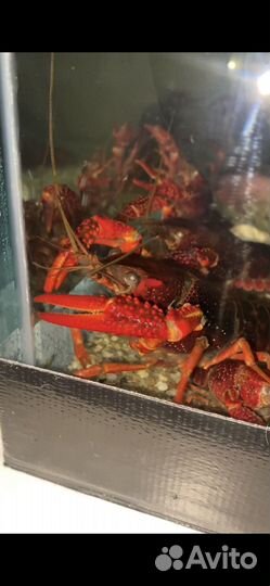 Калифорнийский рак