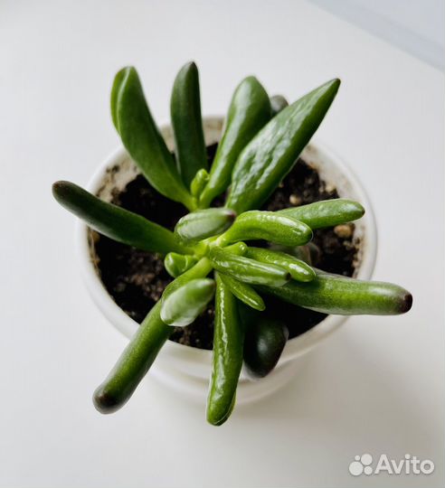 Толстянка Хоббит