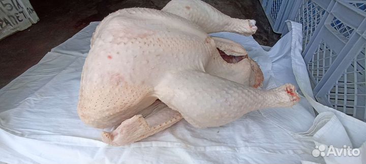 Мясо домашней индейки