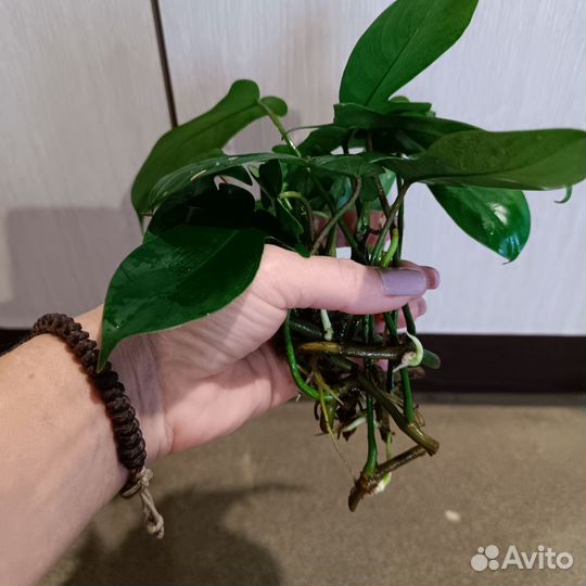 Филодендрон лациниатум