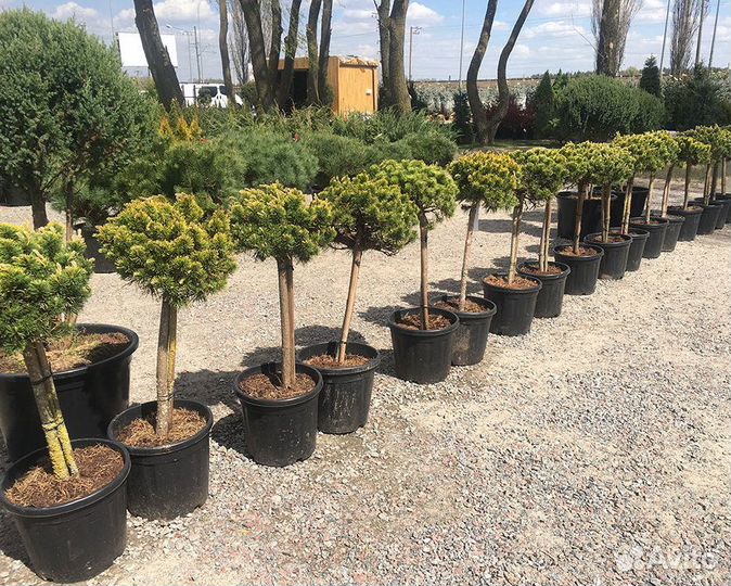 Помощник по хозяйству в теплицы работа вахтой